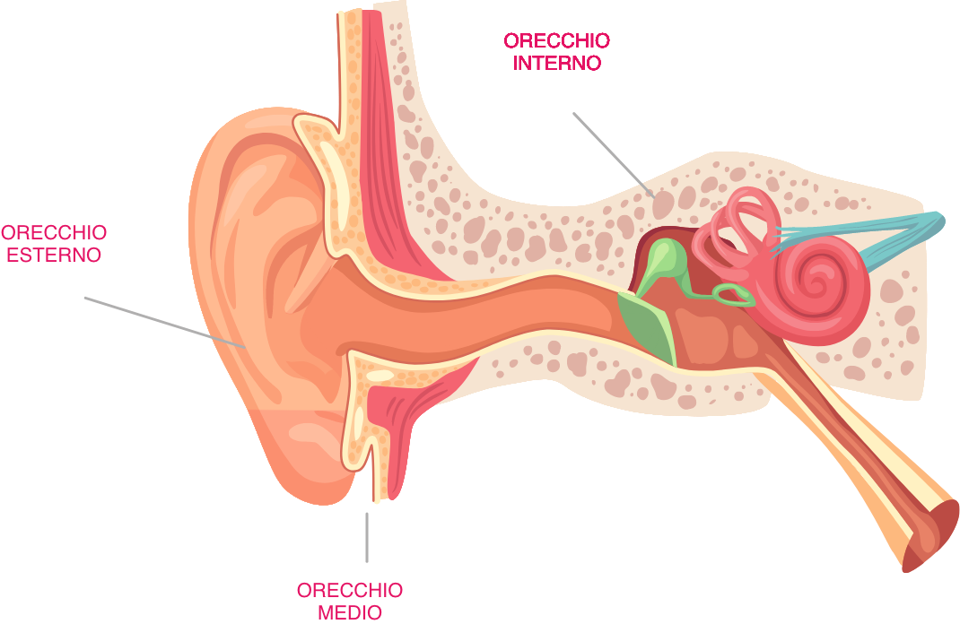 conformazione orecchio